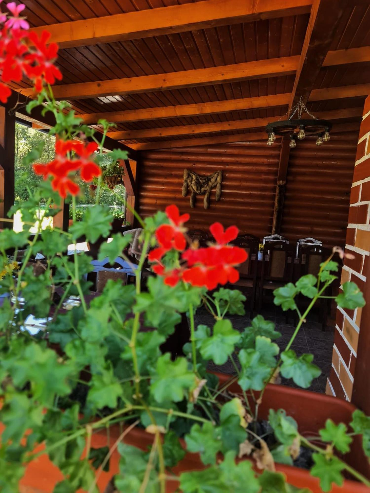 Cabana Dintre Munti Vidra (Alba) Exterior foto